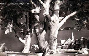 Chrea - Cedre givre et Eglise - 1957